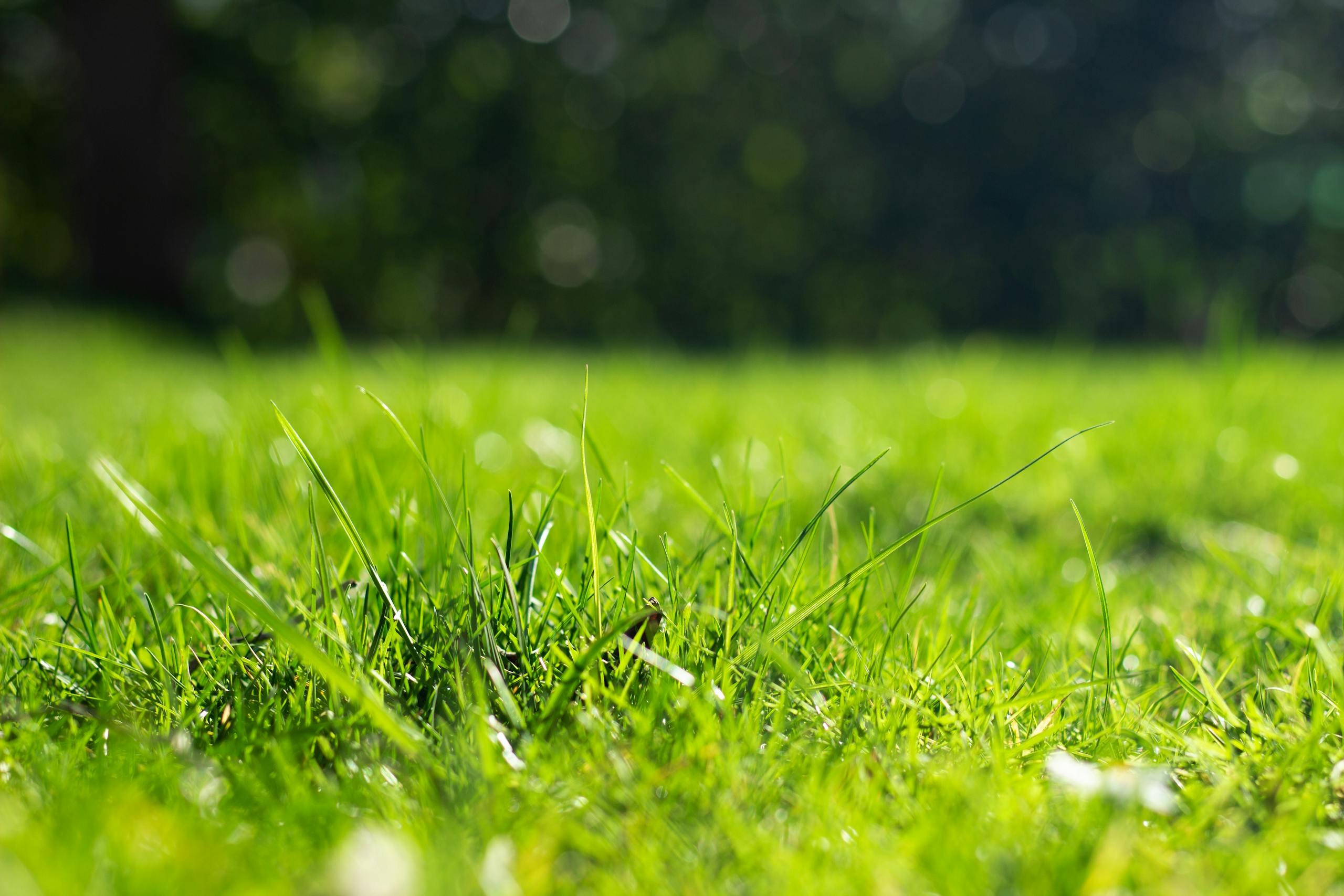 Detailed shot of lush green grass in bright sunlight with a blurred background.