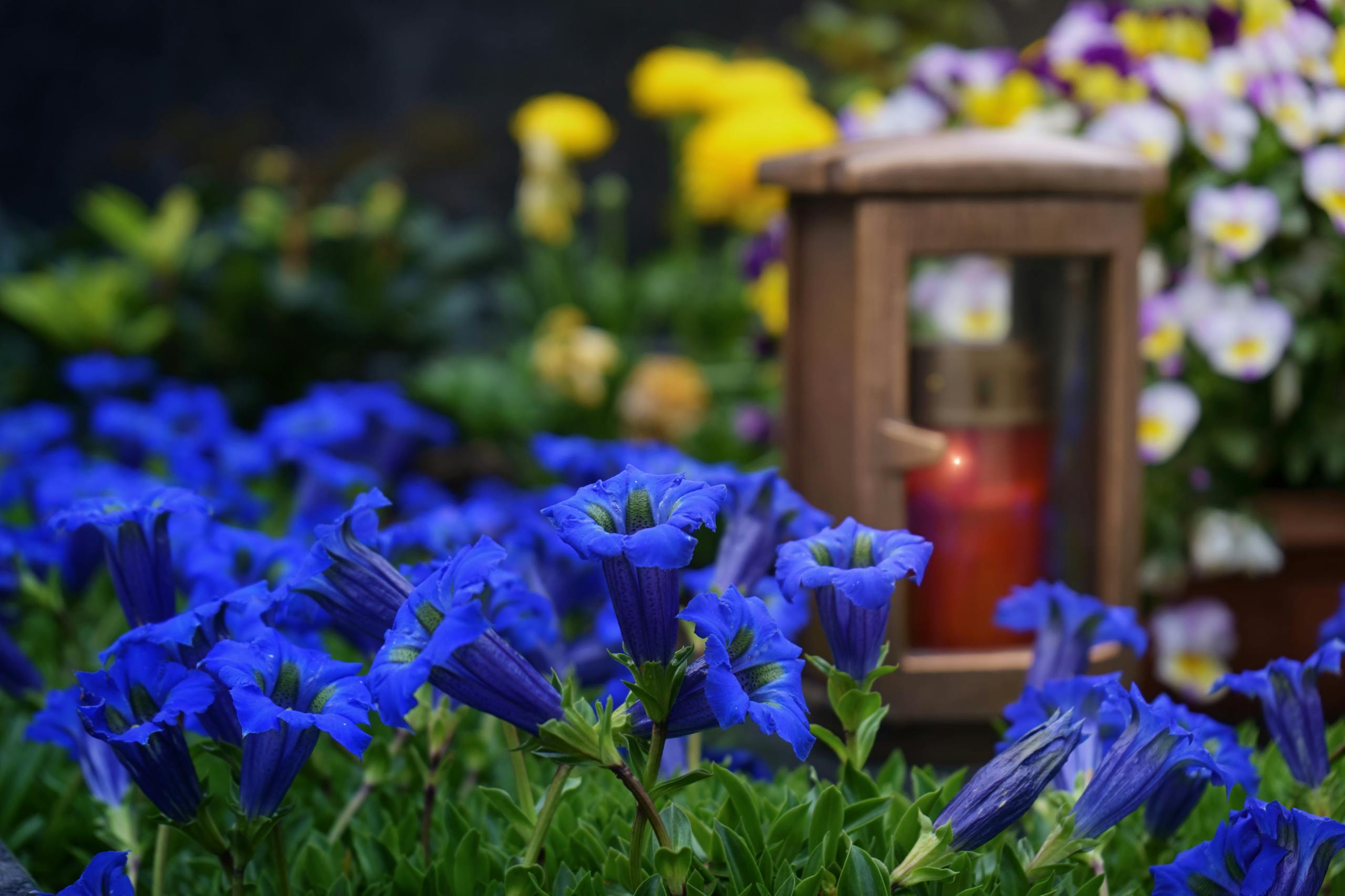 Stunning close-up of bright blue flowers and a rustic lantern in a colorful garden.