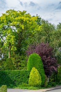 Vibrant foliage featuring varied trees and shrubs under a bright sky.