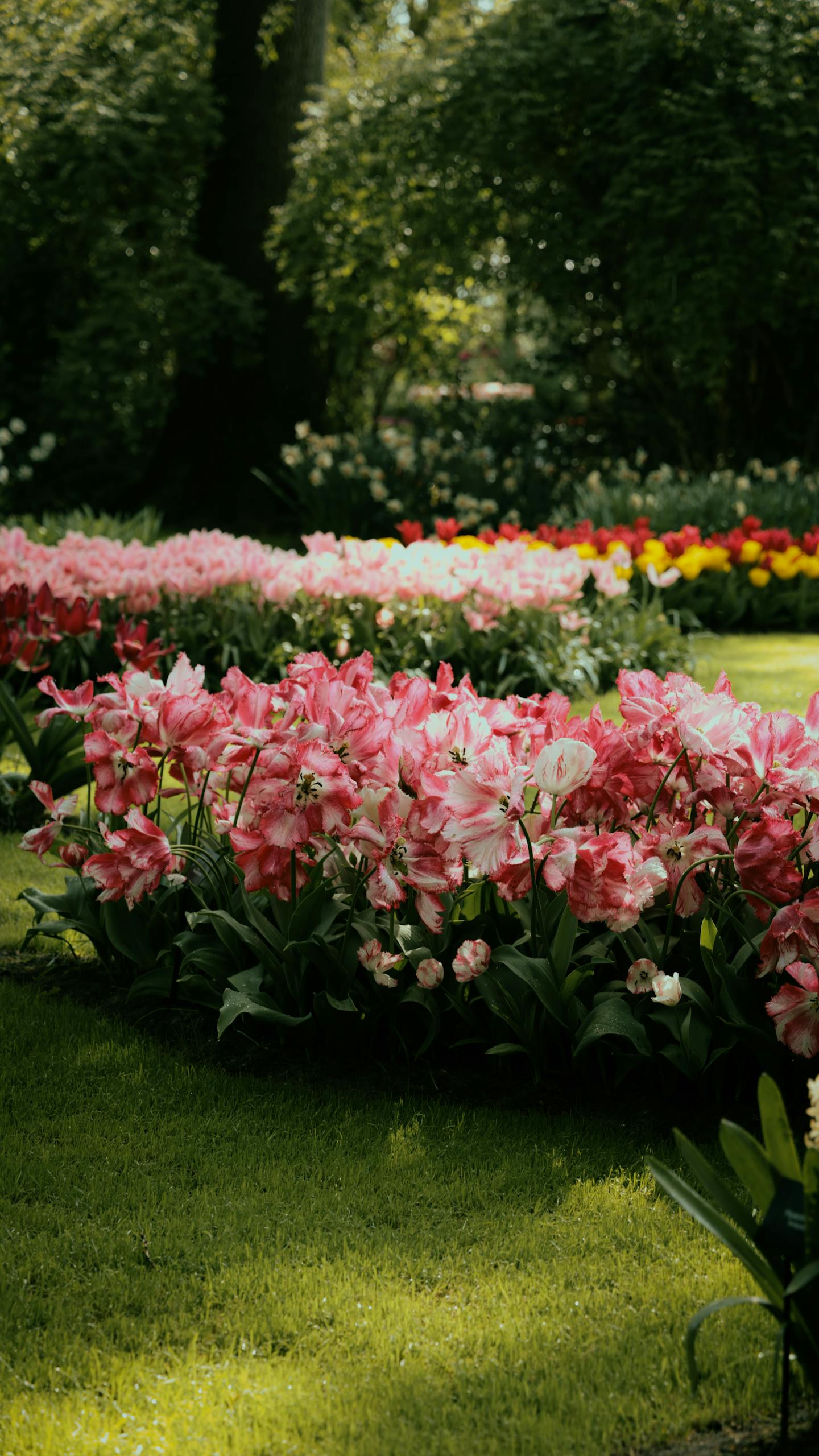 Vibrant pink tulips in a lush garden setting in Lisse, Netherlands, showcasing spring's beauty.